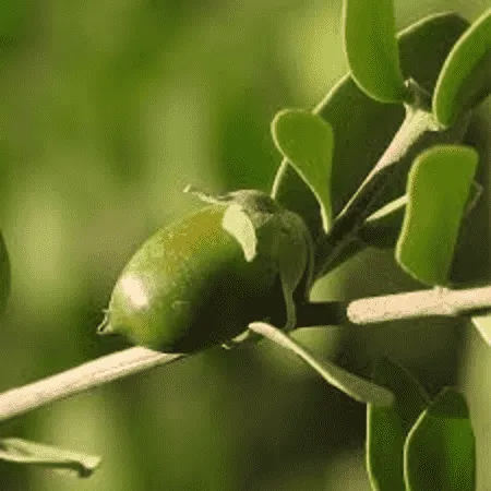 Apricot Kernel Carrier Oil - Cosmetic Grade - Refined